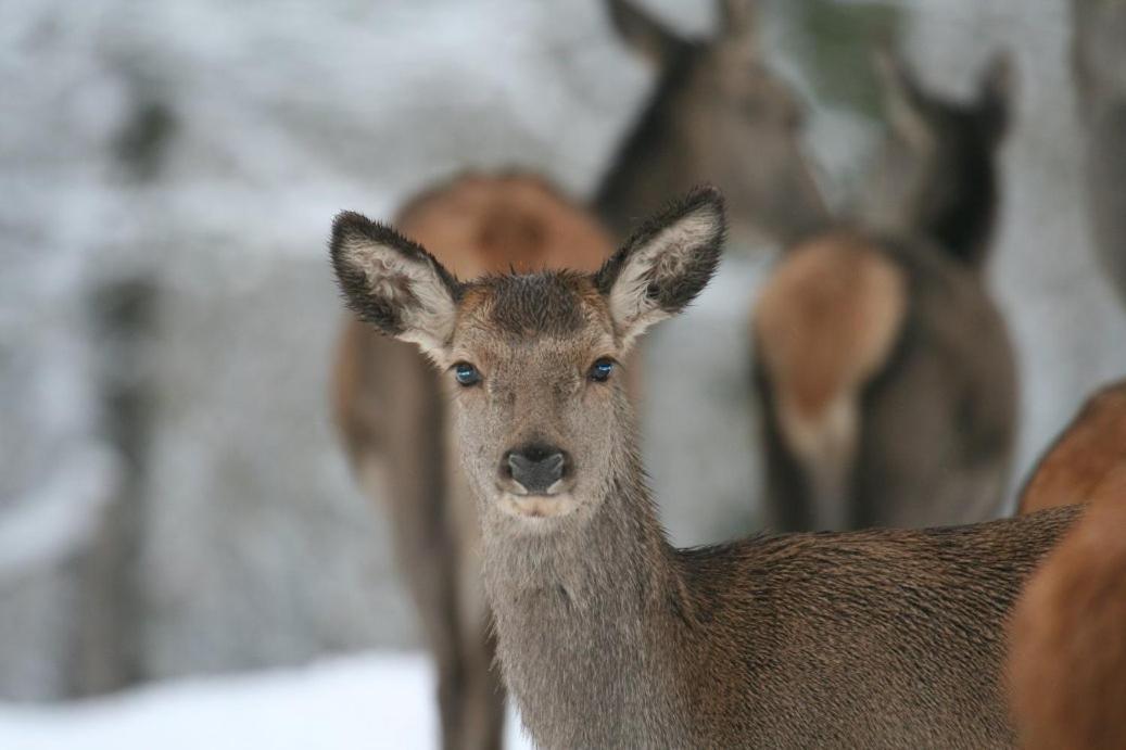 Gite Le Cerf Pantin Saint-Hubert Exterior foto